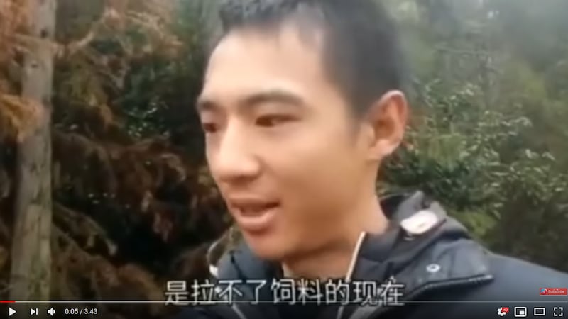 一位名叫“林林七”的网友日前在海外视频平台油管发布视频,讲述自己的小型养殖场在封城封路的情况下,遭遇灭顶之灾。(视频截图)